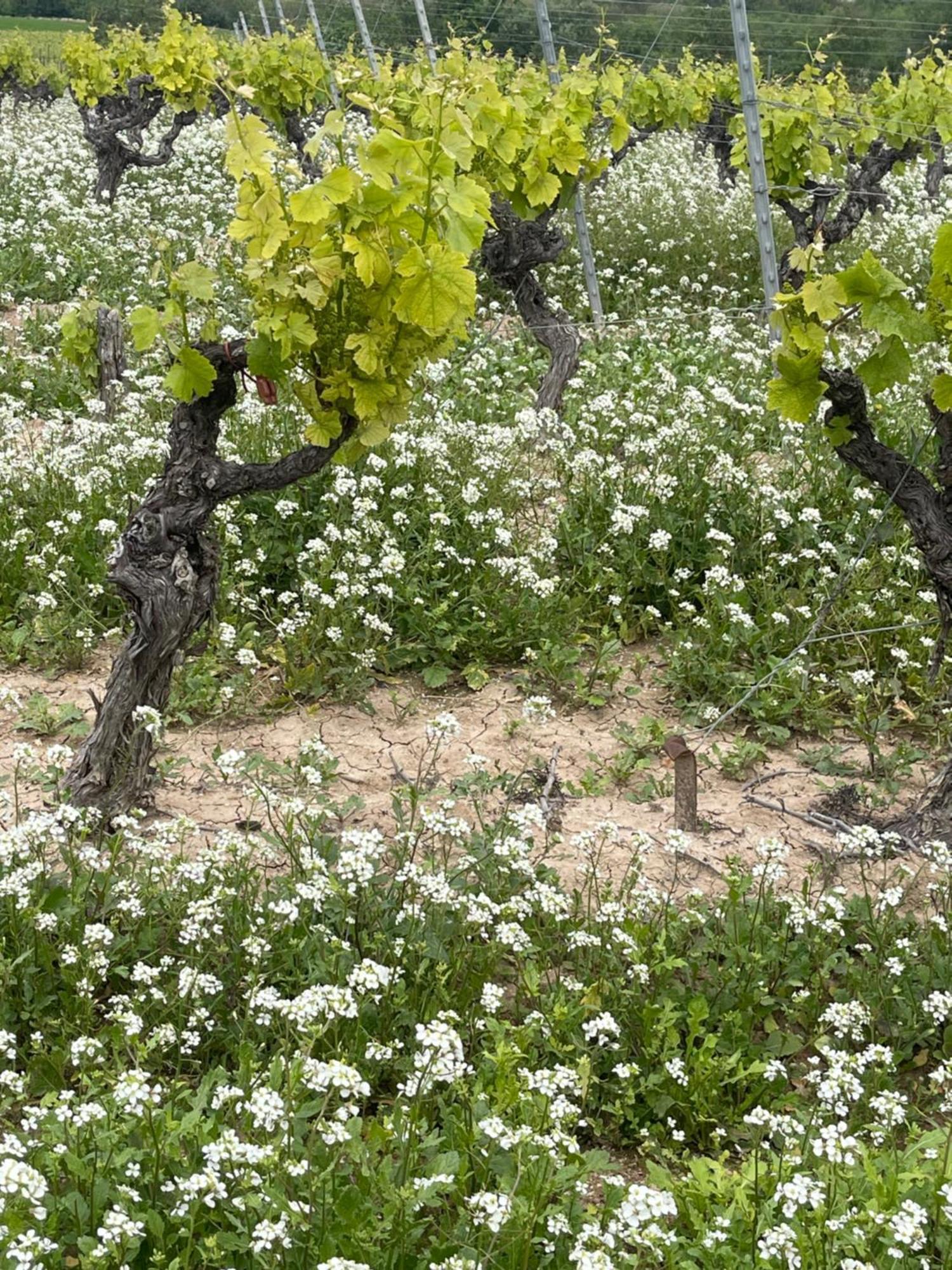 Вилла 13 Rue Du Tour D'Enceinte Pomerols Экстерьер фото