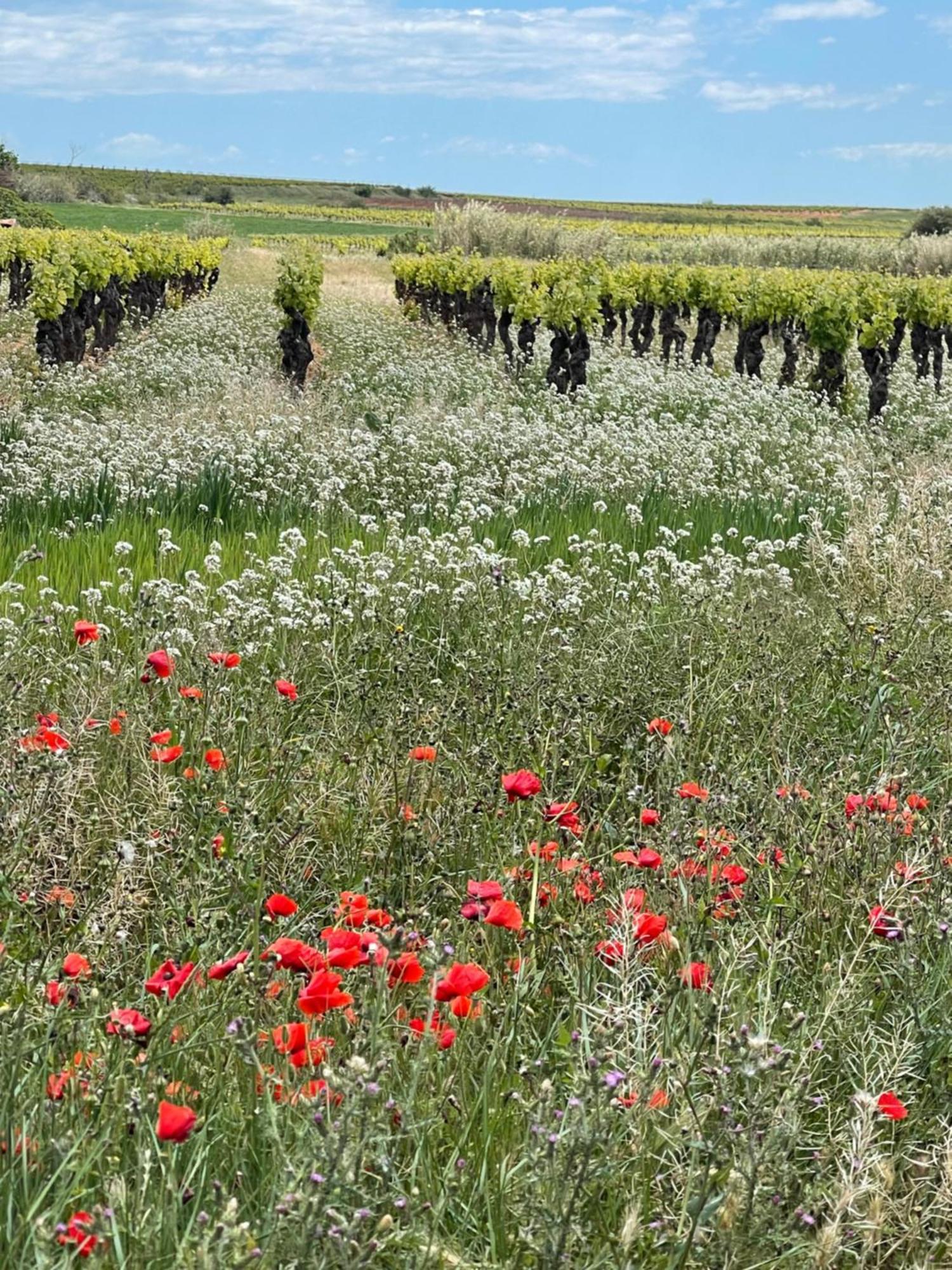 Вилла 13 Rue Du Tour D'Enceinte Pomerols Экстерьер фото